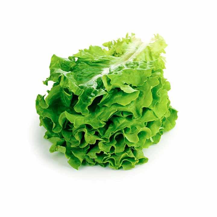 LECHUGA CRIOLLA Kg
